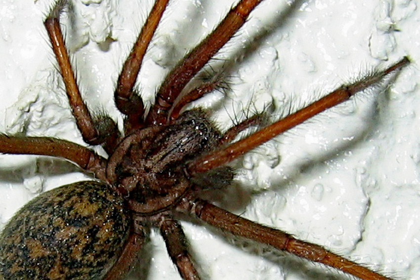Tegenaria